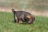 DOGUE DU TIBET 267